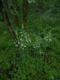 Ornithogalum arcuatum