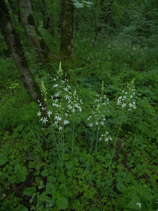 Image of Ornithogalum arcuatum specimen.