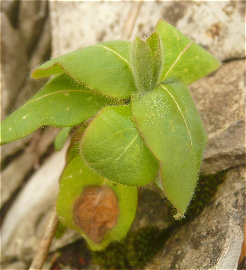 Image of Lonicera etrusca specimen.