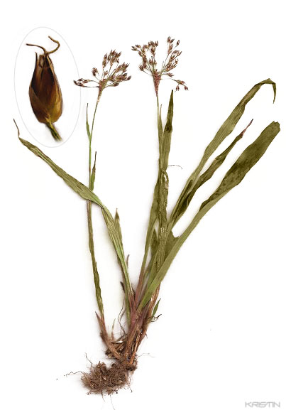 Image of Luzula pilosa specimen.