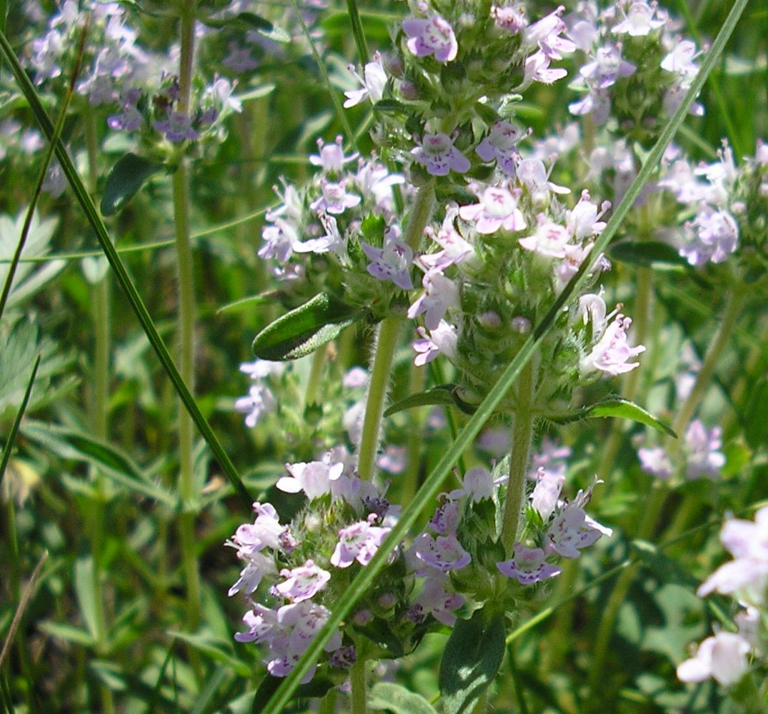 Изображение особи Thymus marschallianus.