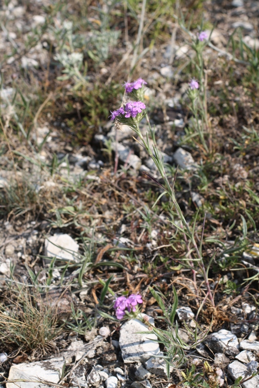 Изображение особи Dianthus pseudarmeria.