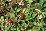 Duchesnea indica