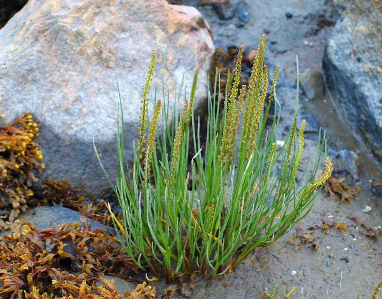 Image of Triglochin maritima specimen.