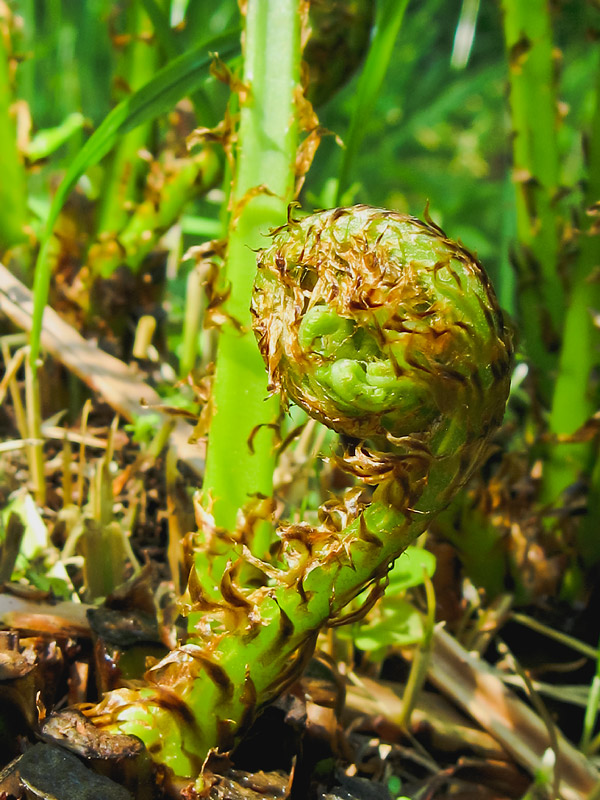 Image of Dryopteris expansa specimen.