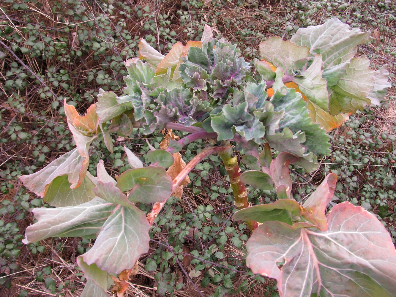 Image of Brassica oleracea var. gemmifera specimen.