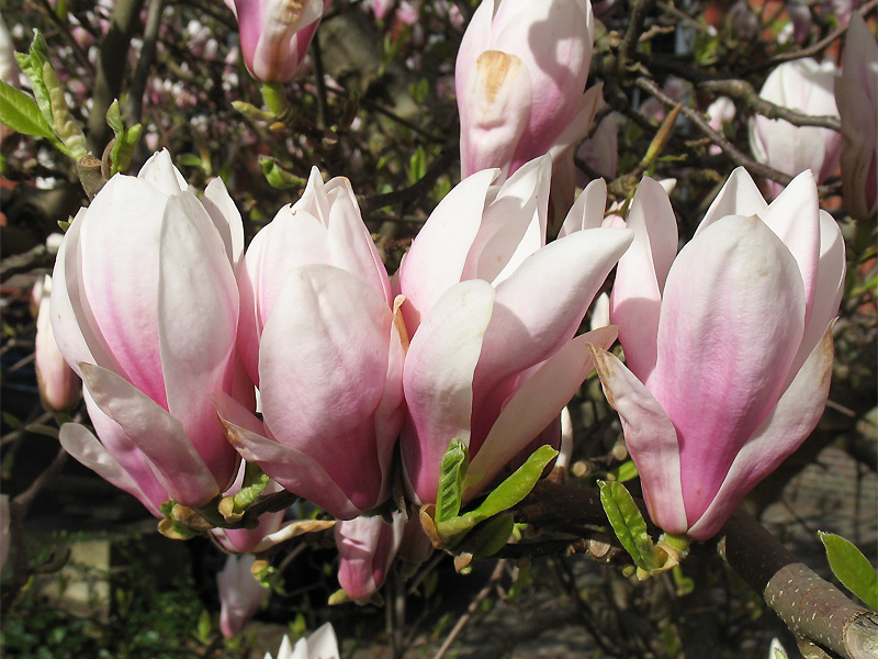 Изображение особи Magnolia × soulangeana.