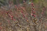 Myrica tomentosa