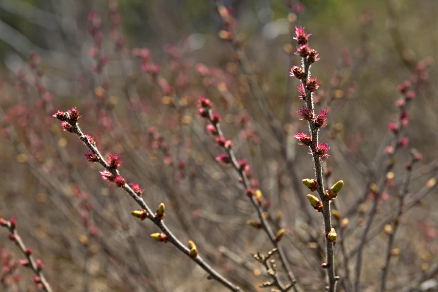 Image of Myrica tomentosa specimen.