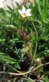 Saxifraga tridactylites. Цветущее растение. Крым, Байдарская яйла, южный склон. 26 апреля 2012 г.