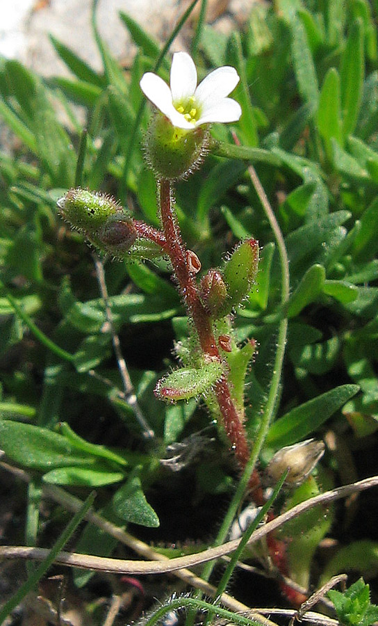 Изображение особи Saxifraga tridactylites.