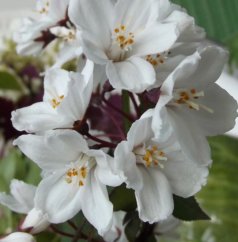 Изображение особи Deutzia scabra.