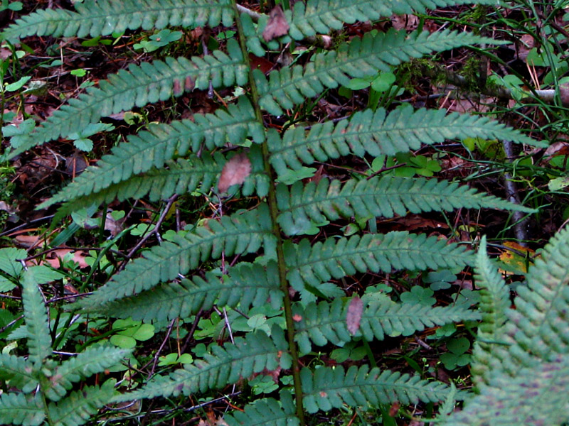 Image of Dryopteris filix-mas specimen.