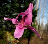 Erythronium sajanense