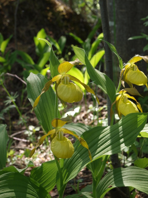 Изображение особи Cypripedium calceolus.