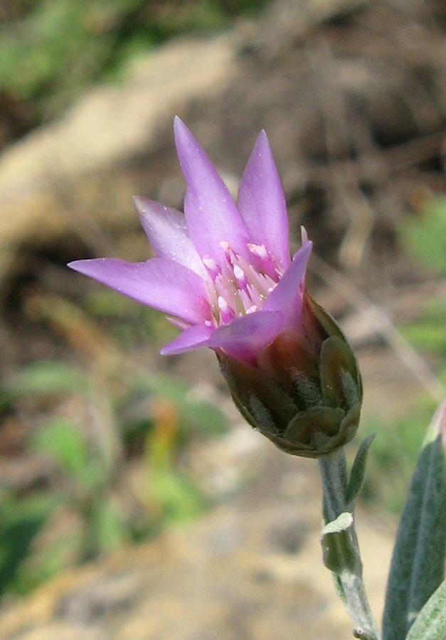Image of Xeranthemum cylindraceum specimen.