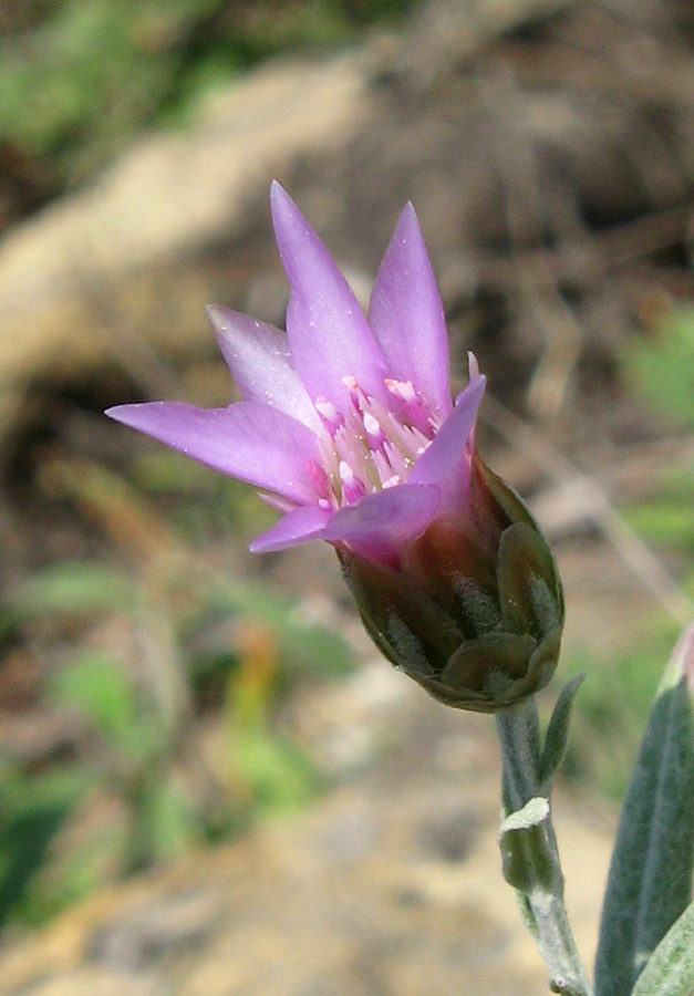 Изображение особи Xeranthemum cylindraceum.