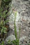 Polygala major