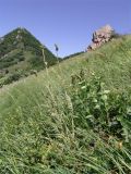 Papaver bracteatum