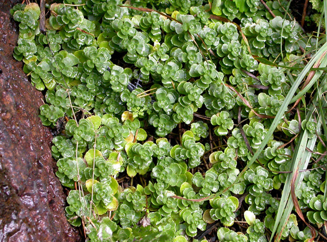 Изображение особи Sedum spurium.