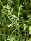 Galega officinalis. Молодой цветоносный побег. Украина, Закарпатская обл., Свалявский р-н, в кустарнике у ручья возле с. Солочин. 22 июня 2012 г.