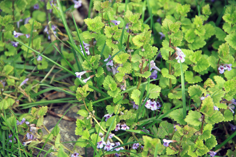 Image of Glechoma hederacea specimen.