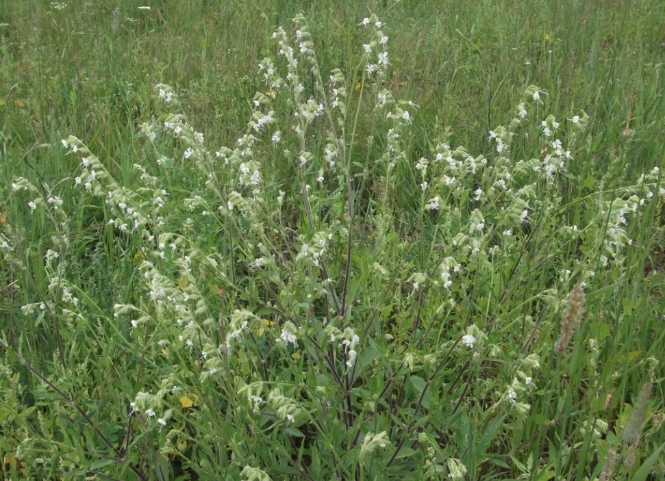 Image of Silene dichotoma specimen.