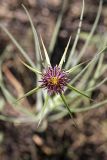 Tragopogon krascheninnikovii. Соцветие. Южный Казахстан, хр. Боролдайтау, ущ. Кокбулак. 24.04.2012.