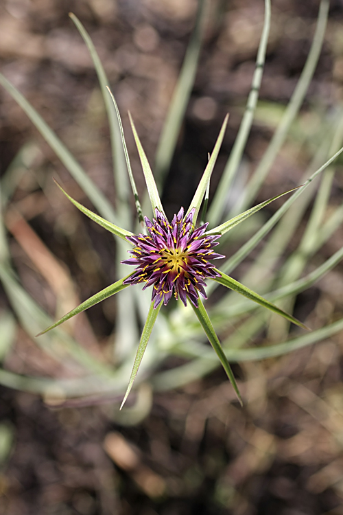 Image of Tragopogon porrifolius ssp. longirostris specimen.