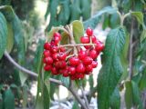 Viburnum rhytidophyllum. Соплодие. Южный берег Крыма, пгт Партенит, ЛОК \"Айвазовское\". 26 августа 2012 г.