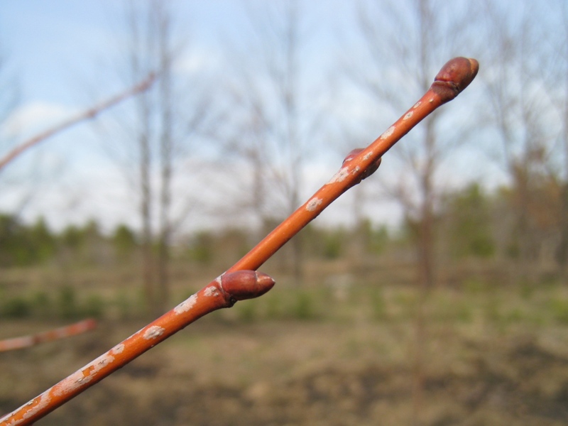 Изображение особи Tilia cordata.