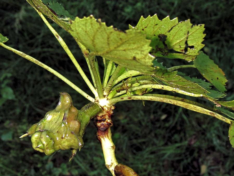 Image of Trapa natans specimen.