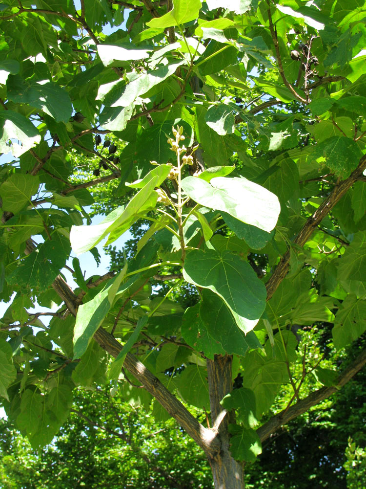 Image of Paulownia tomentosa specimen.
