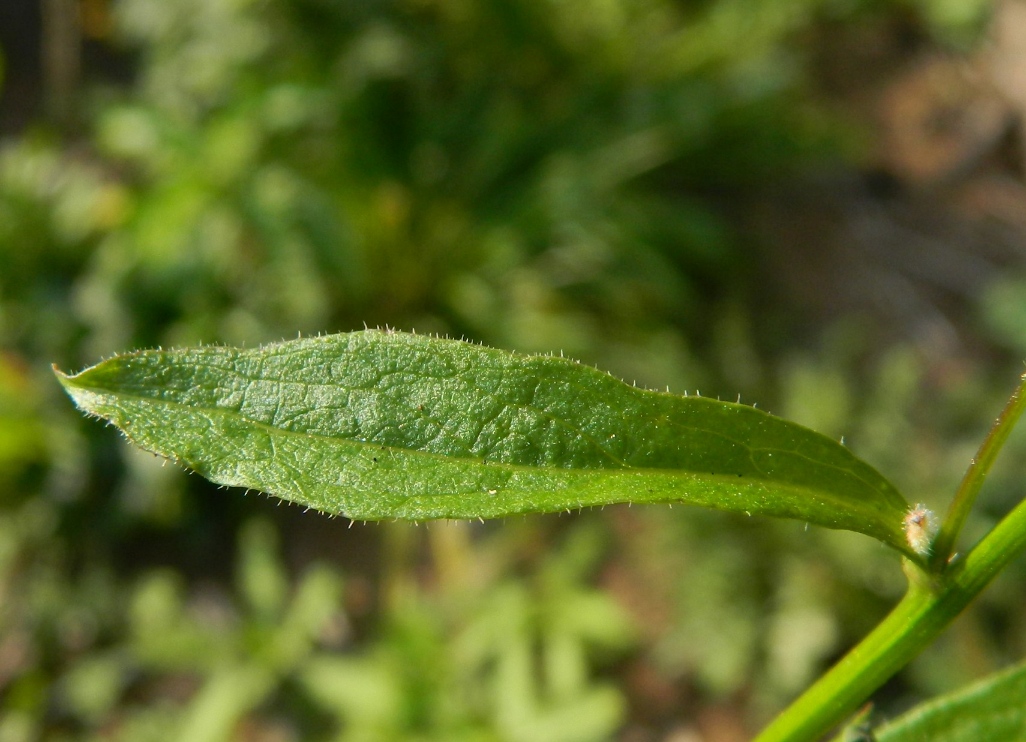 Image of Lapsana communis specimen.