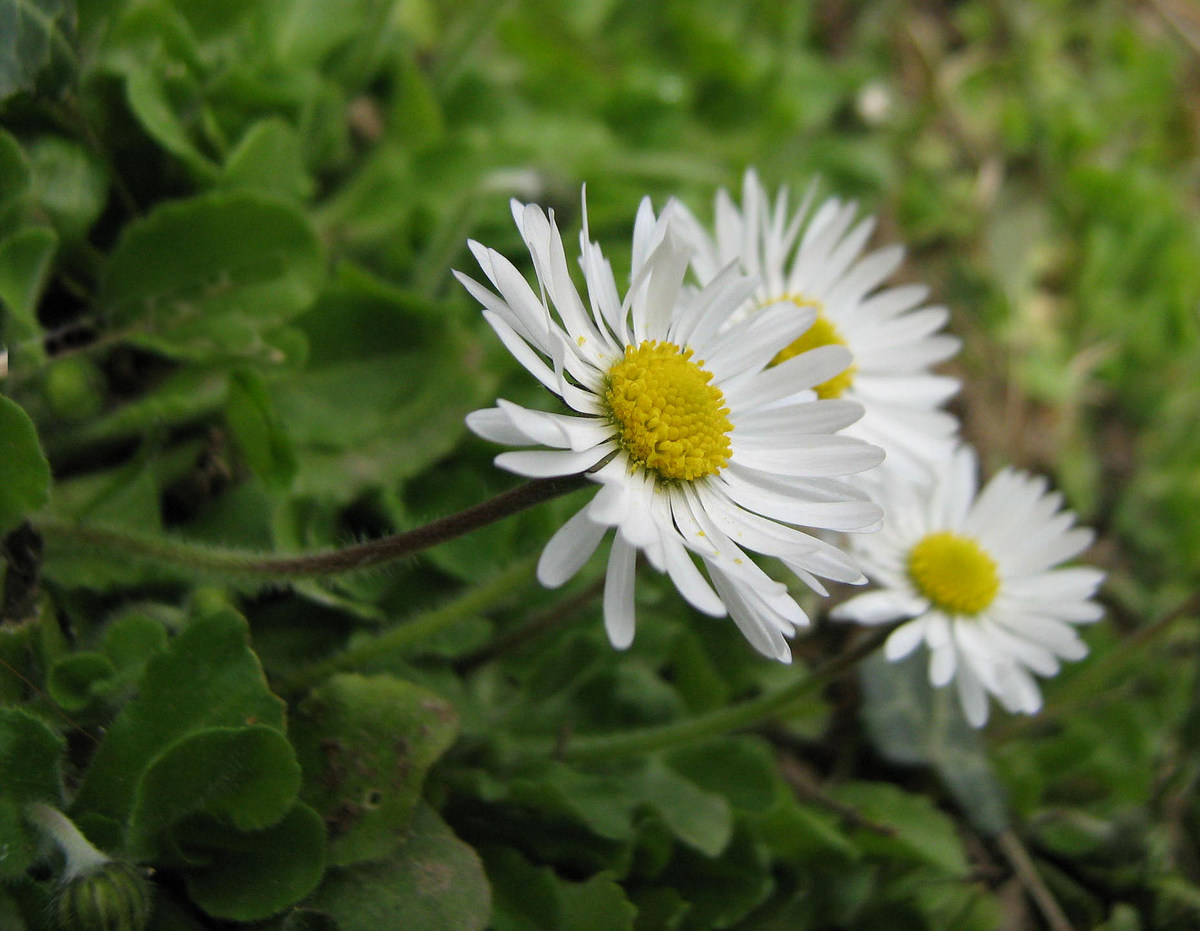 Image of Bellis perennis specimen.