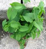 Aristolochia clematitis