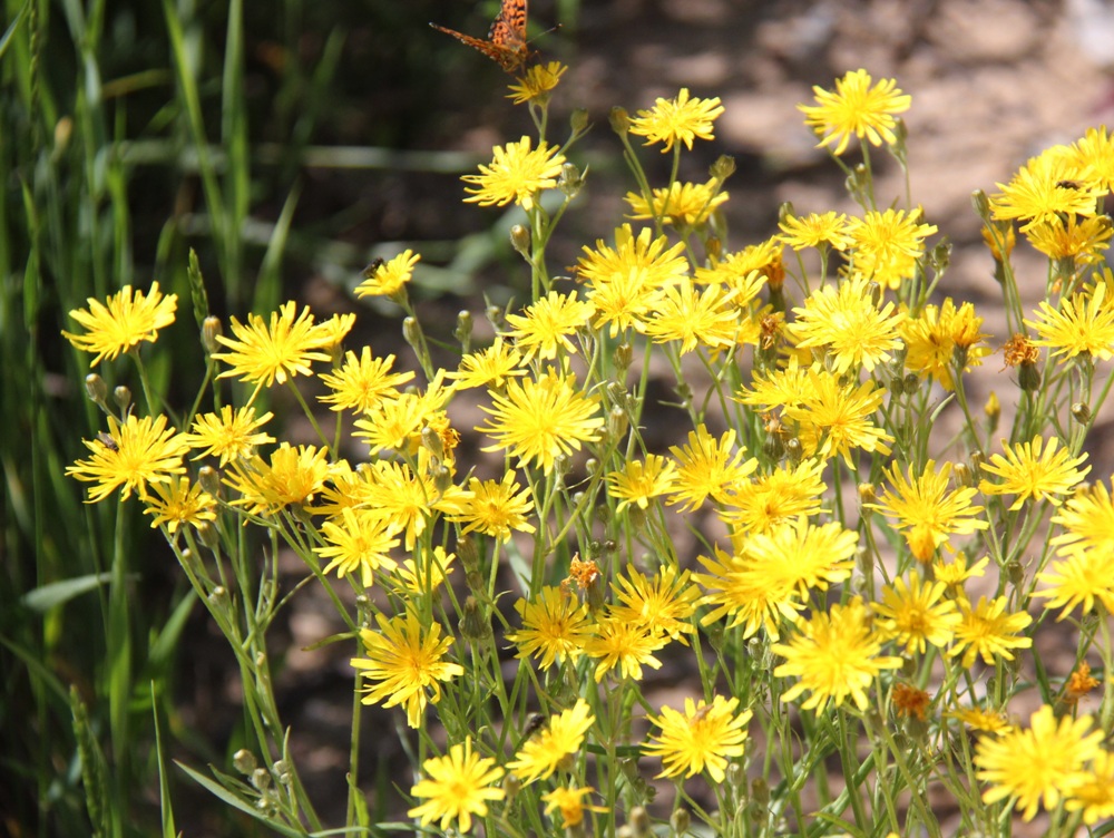 Image of Crepis tectorum specimen.