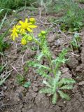 Senecio vernalis