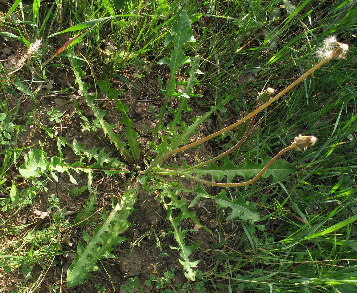 Image of genus Taraxacum specimen.