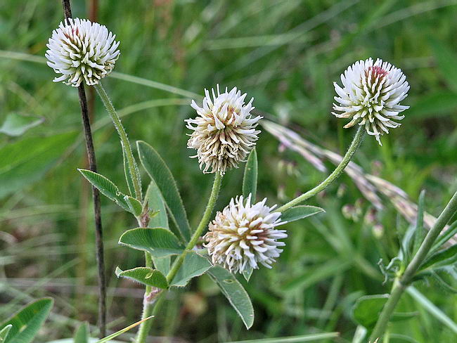 Изображение особи Trifolium montanum.