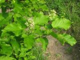 Acer tataricum