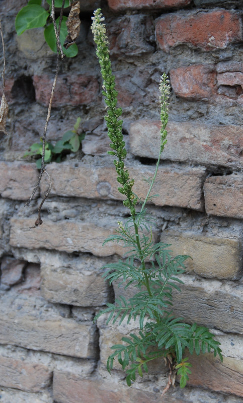 Image of Reseda alba specimen.