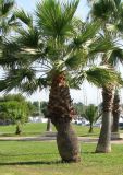 Sabal umbraculifera