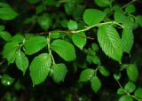 Ulmus glabra