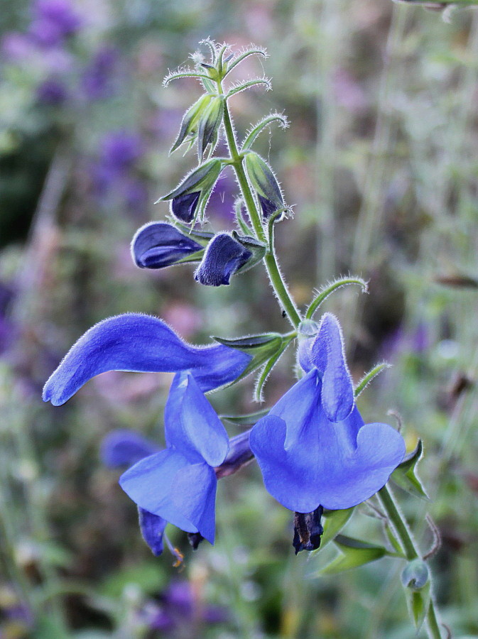 Image of Salvia patens specimen.