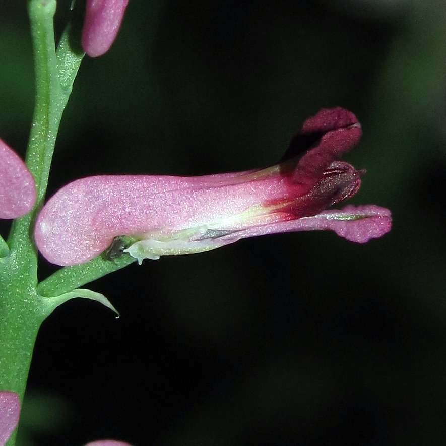 Изображение особи Fumaria officinalis.