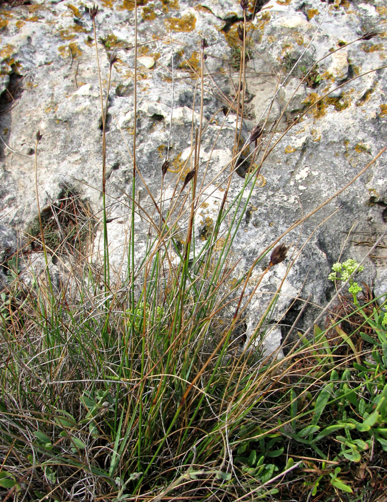 Image of Schoenus nigricans specimen.