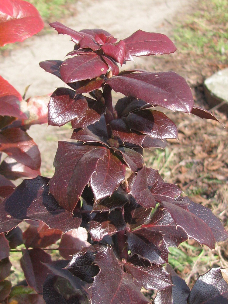 Изображение особи Mahonia aquifolium.