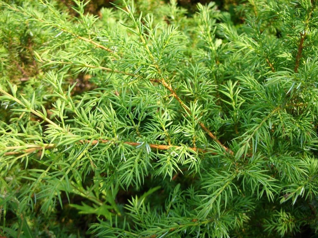 Image of Juniperus sibirica specimen.