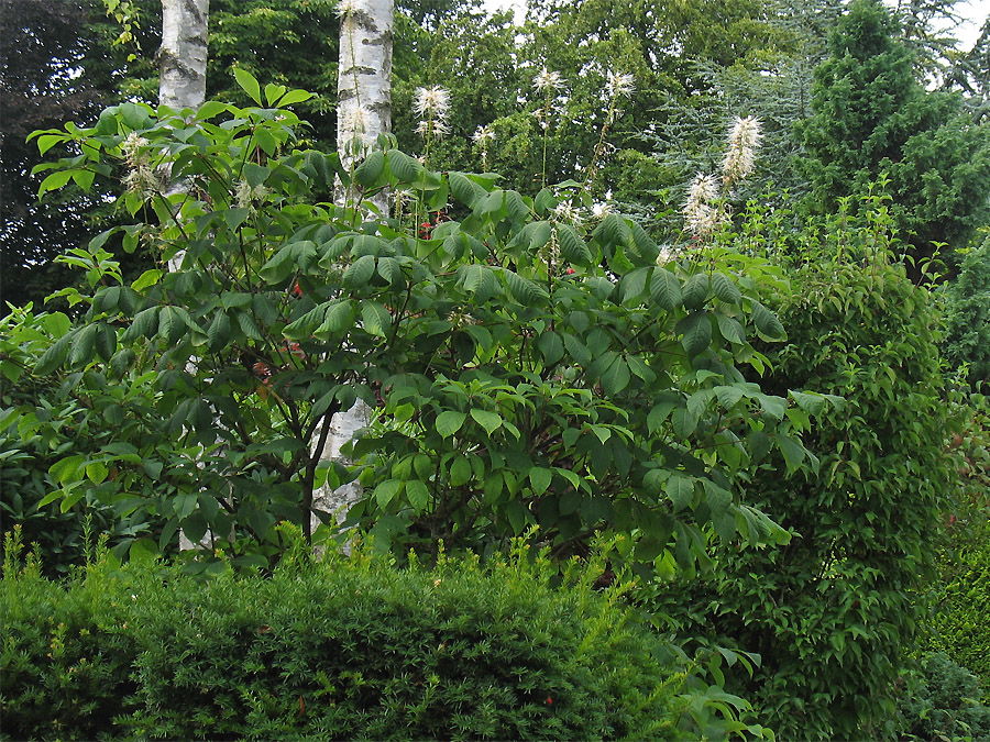 Image of Aesculus parviflora specimen.